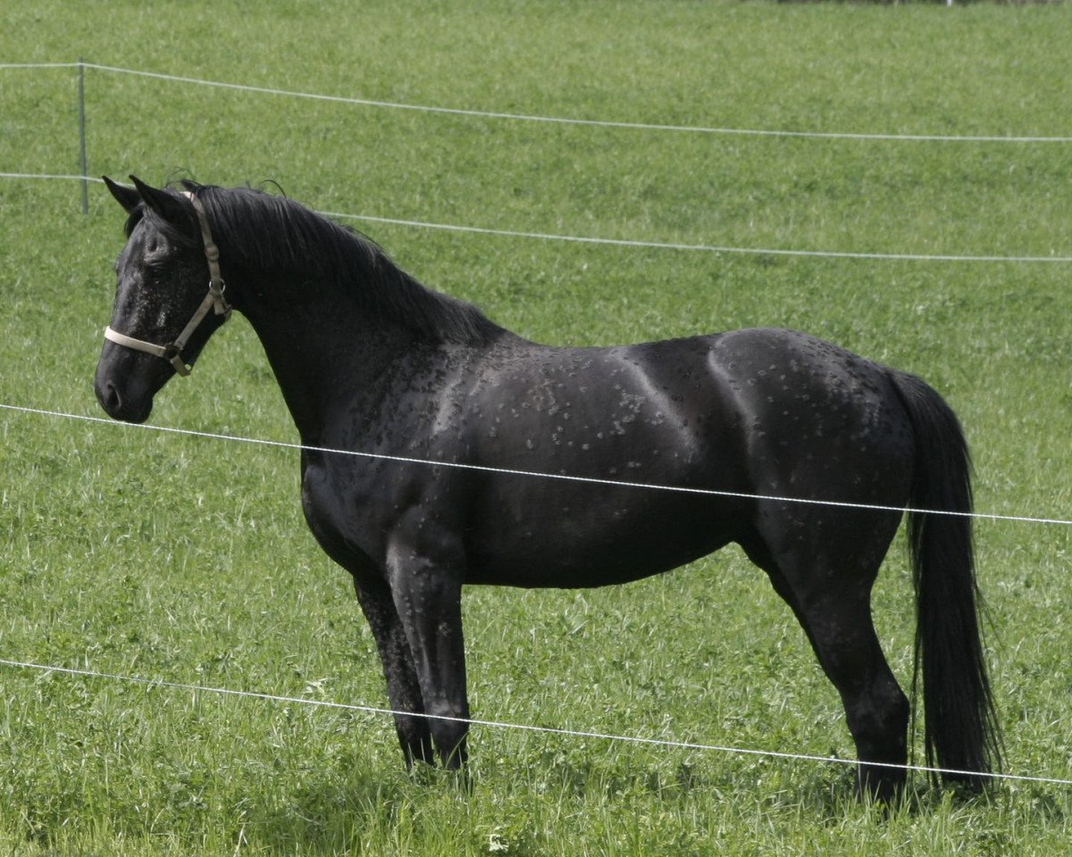 Zuchtstute Saralinde (Westfale, 2011, von Ampère)