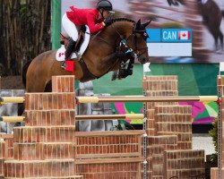 jumper Falco van Spieveld (Belgian Warmblood, 2005, from Toulon)