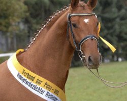 dressage horse Dannie Malone (Hanoverian, 2005, from Don Marcello)