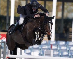 jumper Chs Krooze (Irish Sport Horse, 2010, from Kroongraaf)