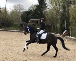 dressage horse Derby 204 (Swedish Warmblood, 2008, from Glock's Johnson Tn)