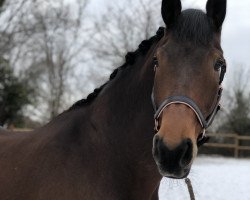 dressage horse Labirints 2 (Latvian Warmblood, 1999, from Nivana)