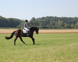 horse Merlin (Rottaler Pferd)