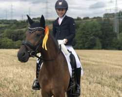 dressage horse Crown Bright Star (German Riding Pony, 2008, from Hilkens Black Delight)