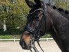 dressage horse Rosenblatt 2 (Oldenburg, 2011, from Riccidoff)