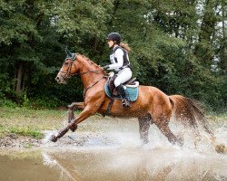 dressage horse Polina 20 (Westphalian, 2006, from Polytraum)