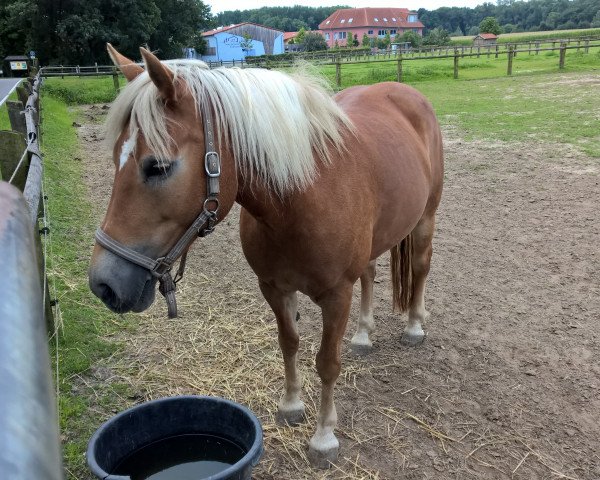 horse Nicki (9,18% ox) (Edelbluthaflinger, 2006, from Nekoma B (2,34% ox))