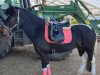 dressage horse Samba Elly (Pinto / Pony, 2010, from Shayan)