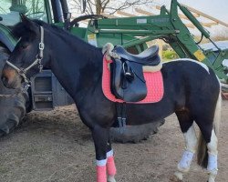 dressage horse Samba Elly (Pinto / Pony, 2010, from Shayan)