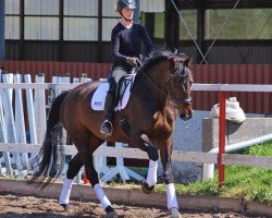 dressage horse Quadriga's Donna Sandrina (Oldenburger, 2011, from Don Cismo)