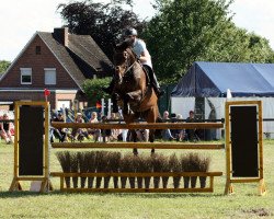 jumper Festus 161 (Hanoverian, 2006, from Forrester)