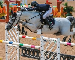 stallion Acardi du Houssoit Z (Zangersheide riding horse, 2003, from Artos Z)