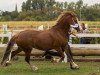 broodmare Tancoead Pearl (Welsh-Cob (Sek. D), 2004, from Zest Mister Zap)