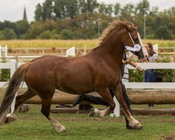 Zuchtstute Tancoead Pearl (Welsh-Cob (Sek. D), 2004, von Zest Mister Zap)