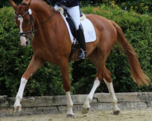 dressage horse Fabrizio M (Hanoverian, 2013, from Foundation 2)
