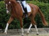 dressage horse Fabrizio M (Hanoverian, 2013, from Foundation 2)