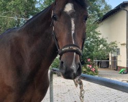 jumper She's My Star (Hanoverian, 2014, from Stolzenberg)