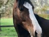 dressage horse Little Hope 10 (Westphalian, 2011, from Lissaro)