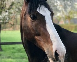 dressage horse Little Hope 10 (Westphalian, 2011, from Lissaro)