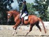 dressage horse Don Palü (Hanoverian, 2014, from De Niro)