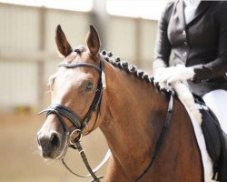 dressage horse Firecloud R (Westphalian, 2017, from Foundation 2)