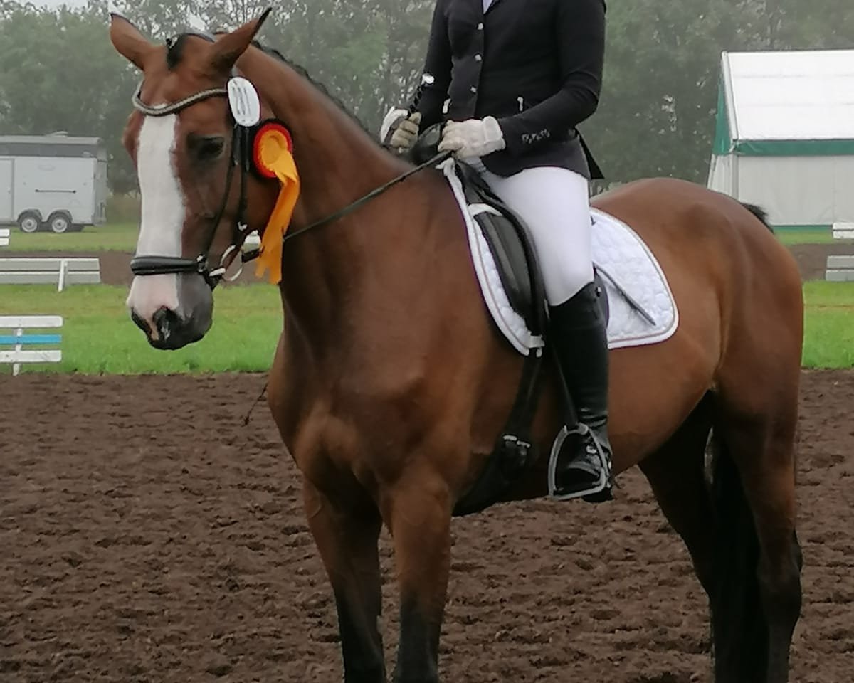 dressage horse Ci-ci (Holsteiner, 2010, from Cardino)