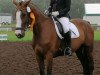 dressage horse Ci-ci (Holsteiner, 2010, from Cardino)