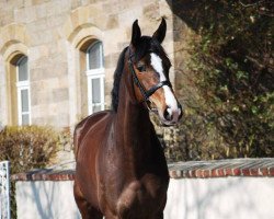 broodmare Quintaira 2 (Hanoverian, 2009, from Quintender 2)