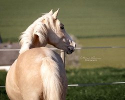 broodmare Annelene (German Riding Pony, 2015, from A new Star II)