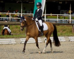 Dressurpferd Crümel 5 (Deutsches Reitpony, 2010, von FS Champion de Luxe)