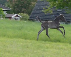 broodmare Miss Moneypenny (Hanoverian, 2019, from DSP Marc Cain)