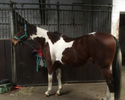 dressage horse Little Moon (unknown, 1998)