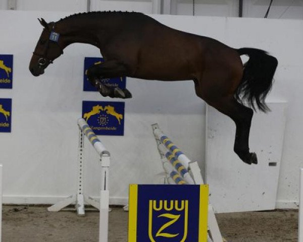 stallion Eames de Hus (Selle Français, 2014, from Conrad de Hus)