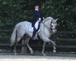 dressage horse Esperanzo (Pura Raza Espanola (PRE), 2006, from Encantado VII)