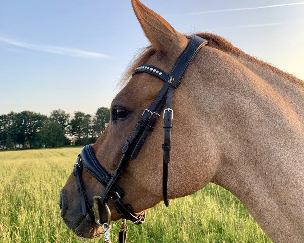 dressage horse Diva Bella (German Riding Pony, 2014, from Dornik B)