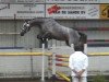 Zuchtstute Zottie P (KWPN (Niederländisches Warmblut), 2004, von Caspar (Berlin))