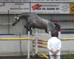 horse Zottie P (KWPN (Niederländisches Warmblut), 2004, from Caspar (Berlin))