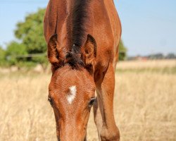 Springpferd La Amona (Deutsches Sportpferd, 2018, von Lahnstein 4)