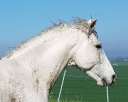 stallion Cacao VII (Pura Raza Espanola (PRE), 2006, from Guillermo)