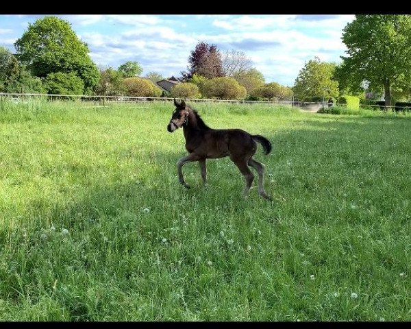 Pferd noch keinen Namen (Hannoveraner, 2019, von Dressage Royal)