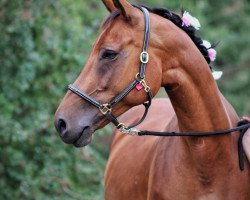 broodmare Acadia 20 (German Sport Horse, 2007, from Acadius)