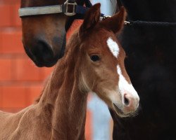 stallion Viva Deluxe (Oldenburg, 2020, from Viva Gold OLD)