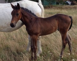 stallion Komet (German Sport Horse,  , from Kasanova de La Pomme)