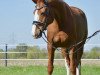 broodmare Crasy little Casy (Oldenburg, 2007, from Samba Hit III)