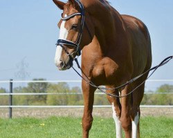 broodmare Crasy little Casy (Oldenburg, 2007, from Samba Hit III)