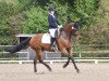 dressage horse Lucero 50 (Oldenburg, 2008, from Lord Sinclair I)