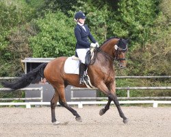 dressage horse Lucero 50 (Oldenburg, 2008, from Lord Sinclair I)