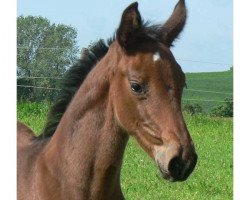 broodmare Myrrha (Mecklenburg, 2010, from Montender)