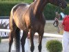 dressage horse Deià HS (Westphalian, 2015, from Dimaggio)