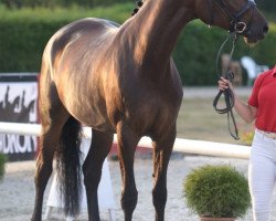 dressage horse Deià HS (Westphalian, 2015, from Dimaggio)